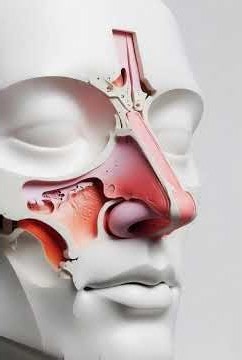 Nose Anatomy 3D Animation #3dmedico #medical #health K