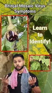 Find out the best ways to identify the symptoms of brinjal mosaic virus in this video here. Watch now! - https://tinyurl.com/yc56nftx ' ' ' ' #BrinjalMosaicVirus, #CropProtection, #BrinjalFarming, #PlantHealth, #AgricultureTips, #VirusDetection, #CropCare, #BigHaat, #LeafCurling, #YellowPatches, #StuntedGrowth, #FarmersGuide, #HealthyHarvest #agriculture #farming #brinjal #brinjalfarming #brinjalplant | BigHaat India