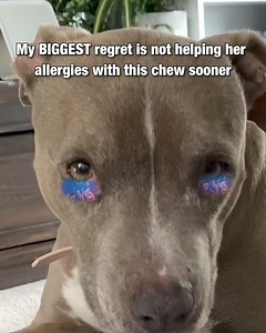 2M views · 5.1K reactions | Each year thousands of dogs silently cope with seasonal allergies without their owners ever knowing. And this pup was one of them. Learn below how this loving dog mom used this remarkable allergy & immune chew to answer her fur baby's call for help  | PetLab Co. | Facebook