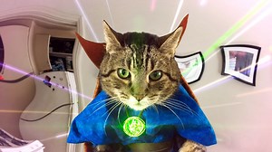 Benedict CumberCat Takes His Human to Another Realm in a Mind-Bending Doctor Stranger Parody