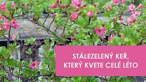 Zábluda: Stálezelený keř, který navíc celé léto kvete | Tipy pro nádhernou zahradu | Stream