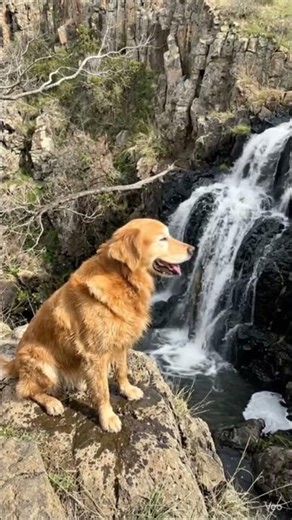 Charlie found favourite water spot part-2#Charlie# #goldenretriever 😂