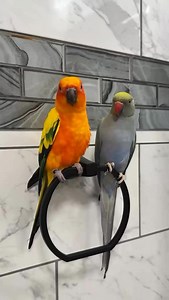 Can you guess which birb is the introvert and which is the extrovert? Comment who you think! - Make sure to go to @alyssamiekam for the original video :) - #tweety #tweetyandfriends #tweeticus #tweetythelovebird #birds #pets #cute #funny #animallovers #photooftheday | Tweety and Friends