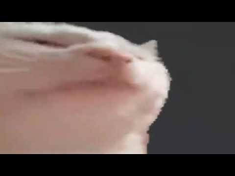 cat bobbing head to music