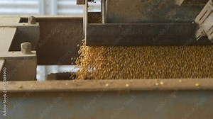 soybeans being deposited in the truck bed at silo.