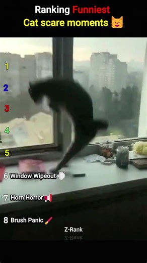 Ranking the best cat scare moments #catsoftiktok #petfails #funnypets