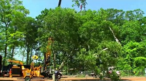 Career Spotlight: What I Do as an Arborist