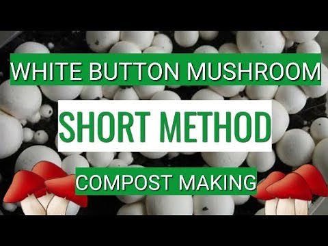 Button Mushroom Compost making | Short Method