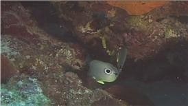 Watch Four-Eyed Butterfly Fish Identification on Amazon Live