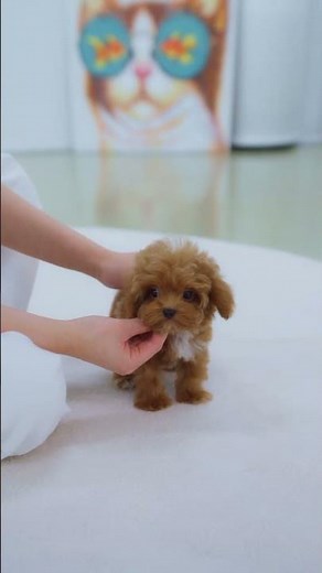 Adorable Teacup Red Maltipoo❤️ - Aloha Teacup Puppies #maltipoo #minipuppy #teacup #cutedog