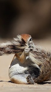 Ground Squirrel Grooming Wincent 6TriW #wildlife #nature #squirrel | HAWI Studios