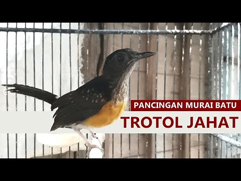 Suara Murai batu trotol jantan GACOR AMPUH buat pancingan MB PAUD anakan agar cepat belajar bunyi