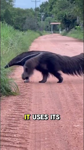 The Giant Anteater: Unbelievable Truth About the Giant Anteater | Wildlife Documentary