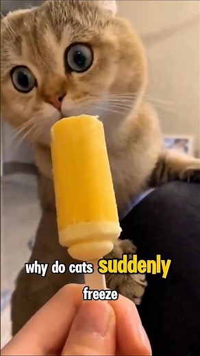 Why Cats Freeze When Eating Ice Cream 🍦