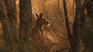 Chronique : feux de forêts en Australie