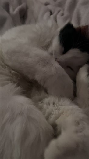 some poppy appreciation 🐈‍⬛