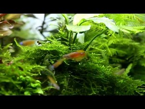 Courtship Behavior of 'Red Neon Blue Eye' Rainbowfish(Pseudomugil luminatus)