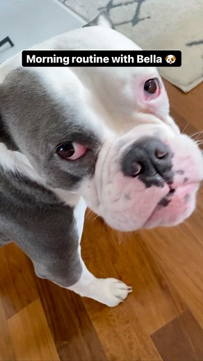 14K views · 190 reactions | Morning routine with Bella and...