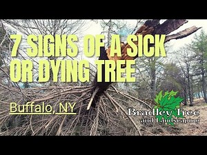 The 7 Signs of a Dying Tree | Plant Healthcare Buffalo NY | Bradley Tree and Landscaping