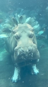 8.2K views · 55 reactions |  Spa Day, Hippo Style 鍊 Meet Tucker,...