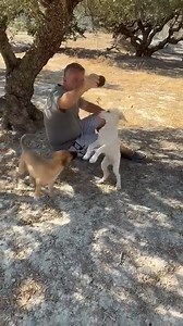 🧡🩵💜 THE SMALLEST PUPPIES HAVE FUN It’s nice to take a few minutes in the day to give the puppies a run around. They love playing in the olive grove, especially when new toys are involved. It’s been a very hot day with no breeze. 🌿🐾 🐾💕ΤΑ ΜΙΚΡΌΤΕΡΑ ΚΟΥΤΑΒΆΚΙΑ ΜΑΣ Τα μικρότερα κουταβάκια τρελαίνονται στο παιχνίδι. Είναι τόσο όμορφα να αφιερώνουμε λίγα λεπτά απο τον χρόνο μας με τα μικρότερα κουταβάκια μας στον ελαιώνα για να μπορέσουν να τρέξουν και να παίξουν.. | George Stray Dogs Non Profi