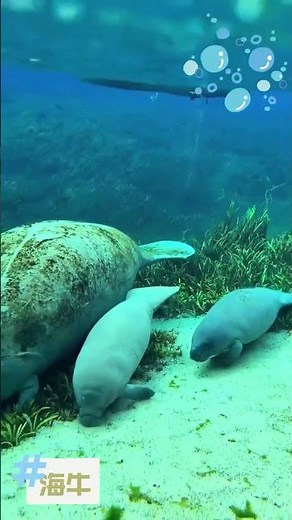 "Manatees Feeding: A Rare Look at Sea Cows and Their Babies 🐾💚"