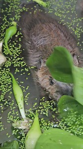 81K views · 5.4K reactions | While Dylan is waiting for her bath toys...