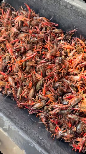 18 reactions · 13 comments | Crawfish are here and they look good and healthy. About to start cleaning them now. We’ll start serving at 5pm. $25 for dine in. $27 for carryout. See yall soon. #OpenSeason | Open Season Sports Bar & Grill | Facebook