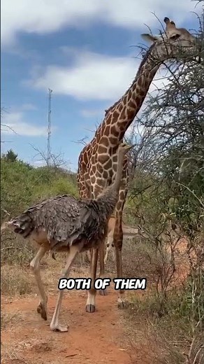 Savanna Feast: Giraffe and Ostrich Foraging Together #GiraffeEating #OstrichEating #WildNature