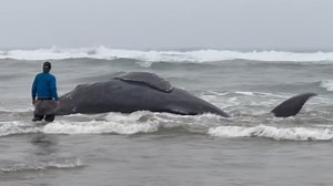 Beached humpback whale euthanized in Oregon after fishing line entanglement