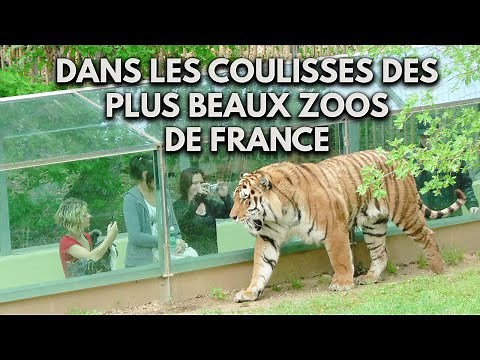 DANS LES COULISSES DES PLUS BEAUX ZOOS DE FRANCE (THOIRY, LA PALMYRE)