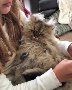 12K views · 215 reactions | Quand le matin devient VRAIMENT trop difficile... Bonjour à tous, c'est l'heure de la #météo du jour ► www.nicematin.com/a/291583 (crédits: barnaby_persian) | Nice-Matin | Facebook