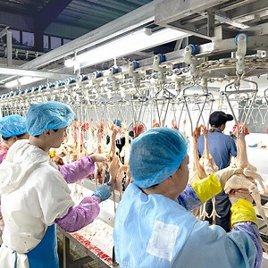 [Hot Item] Semi Automatic Complete Poultry Slaughter System Chicken Slaughter Machine