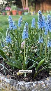 5.9K views · 2K reactions | Muscari are perfect for pairing with...