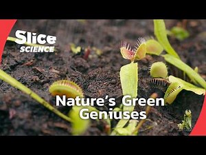 Inside the Mind of Plants | SLICE SCIENCE