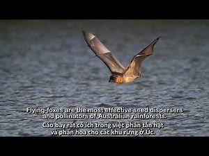 Grey-headed flying-fox in slow motion