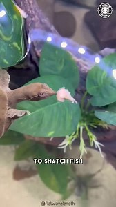 Creature of the day: Soft-Shelled Turtle 🐢 The Trionychidae are a taxonomic family of a number of turtle genera, commonly known as softshell turtles. The family was erected by Leopold Fitzinger in 1826. Softshells include some of the world's largest freshwater turtles, though many can adapt to living in highly brackish areas. Members of this family occur in Africa, Asia, and North America, with extinct species known from Australia. Most species have traditionally been included in the genus Trio