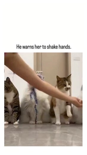 snapt.rendz | This post shares an 8-second video of multiple cats lined up against a wall, where a human hand prompts them to "shake paws," with the... | Instagram