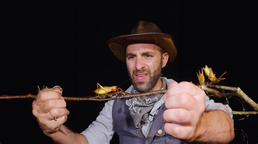 Incredible insect antennae up close