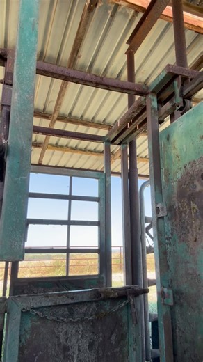 When your favourite heifer takes to AI 🙌🏻🙌🏻🙌🏻 (Enjoy some of my everyday commentary 😂) #farming #agriculture #cattle #angus #anguscattle #heifer #pregnant #cowsofinstagram #beefcattle #imperialbovine #cows #thankafarmer #mumtobe | Imperial Bovine Breeding Services