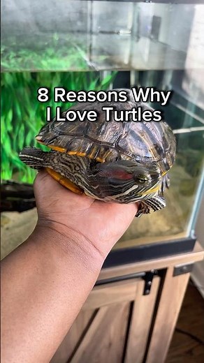 8 Reasons Why I Love Turtles! #petturtle #turtlelove