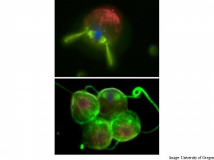 One Random Mutation Triggered Life on Earth 600 Million Years Ago