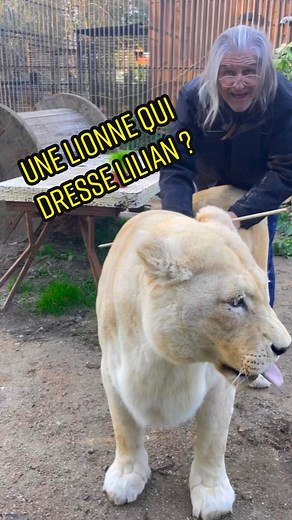 Lions & Tigers on Instagram: "Joy la lionne dresse Lilian ! #lioness #tiger #caressedetigre #cat #zoo"