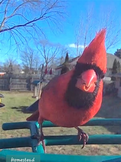Male Northern Cardinal Gets Angry with the Sparrows on today's bird feeder drama