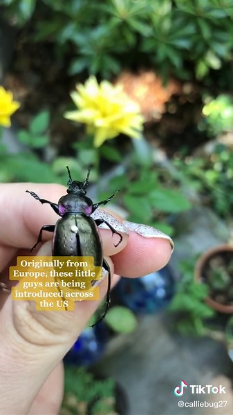 Meet the Purple Rimmed Carabus Beetle: Nature's Pest Control Expert