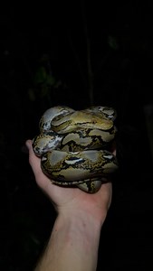 2.3K views · 168 reactions | A stunning juvenile Reticulated Python (Malayopython reticulatus) found a couple of nights ago along the streets of Bangkok. It’s crazy to think that this small snake could one day reach over 5 metres in length and be capable of eating a small person. #reticulatedpython #malayopythonreticulatus #thailandherping #reptiles #snakes | Jesse’s Wildlife | Facebook