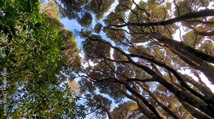Looking up and walking under New Zealand native tree canopy in outdoor nature forest of NZ Aotearoa
