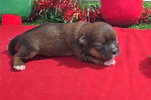 Cici - Shorkie Puppy A60F55