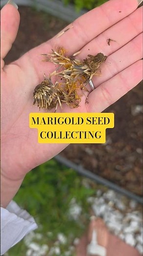 Marigolds Seed Collecting #floridagarden #gardenlife #seedcollection #growyourownfood