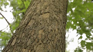 Crown of the Tree Bottom View, Large Tree with Forked Branches, Old Large Tree. Closeup Vertical Panoramic Scene of Oak Stock Footage - Video of growth, bottom: 138789472